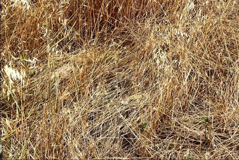 Eastern brown snake camoflaged in dry grass.