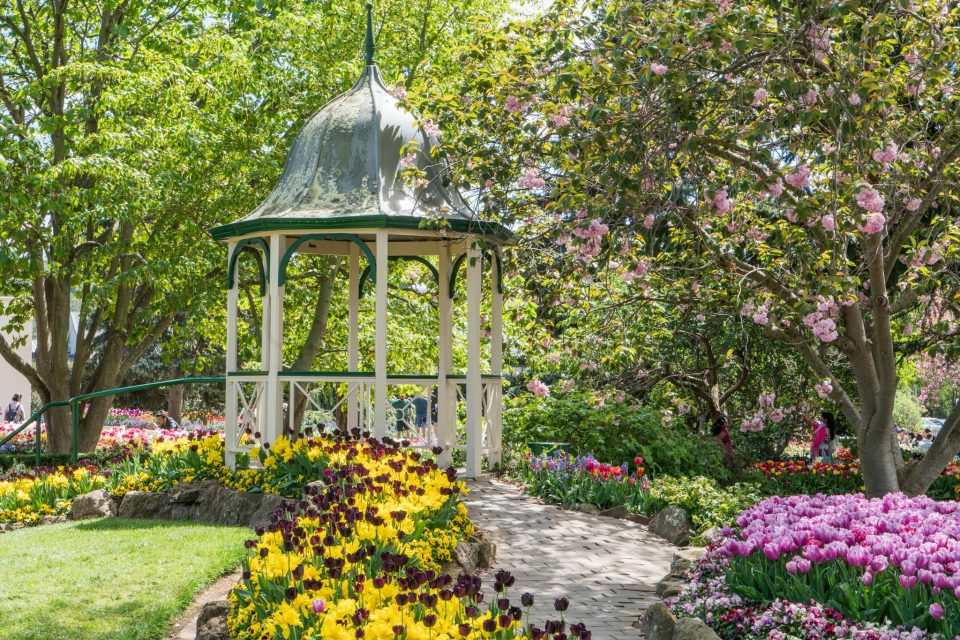 A gazebo with trees and rows of different colours of blooming tulips