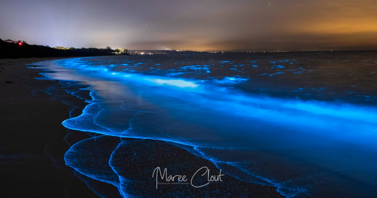 Have you seen the glowing blue waves on the South Coast? Here's what