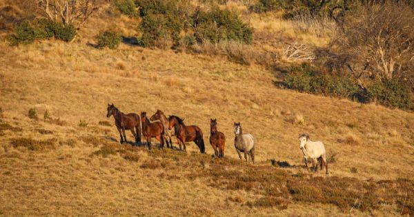 Upper House MP upbraids wild horse rehoming program and minister calls for improved compliance