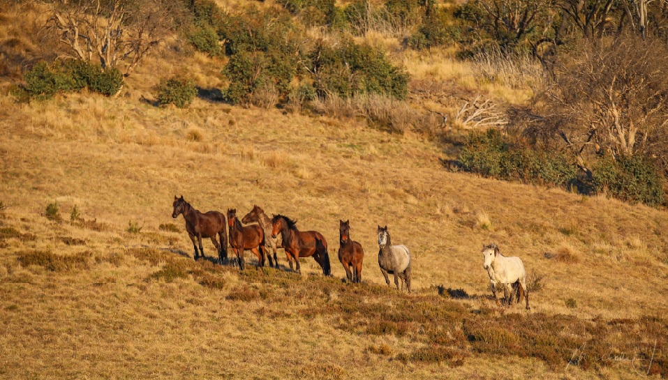 A mob of wild horses on a hill