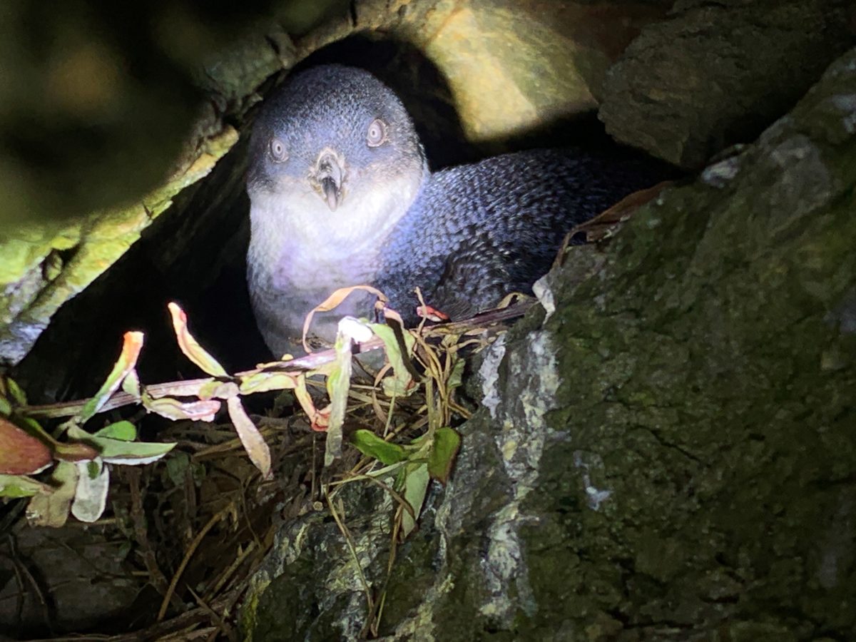 penguin on nest