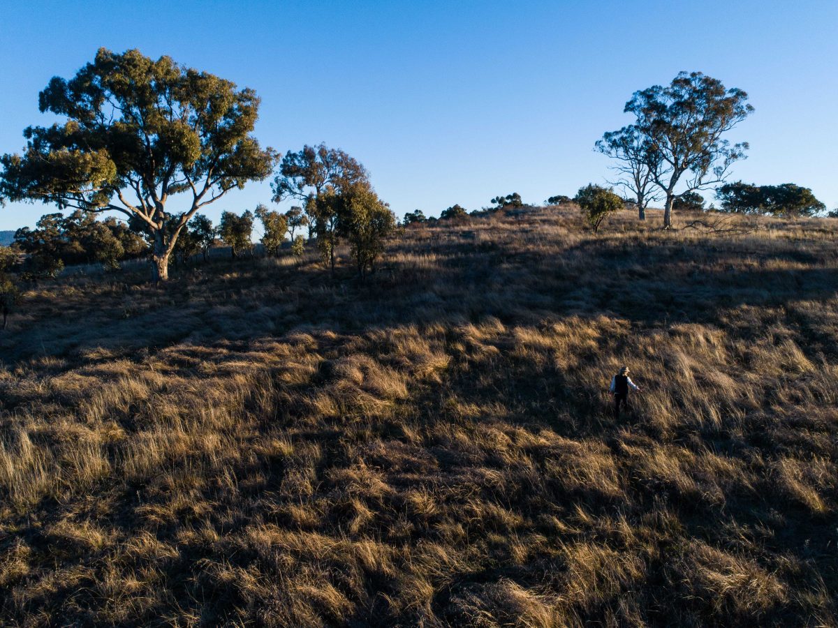 A grassland in Monaro near the end of day.