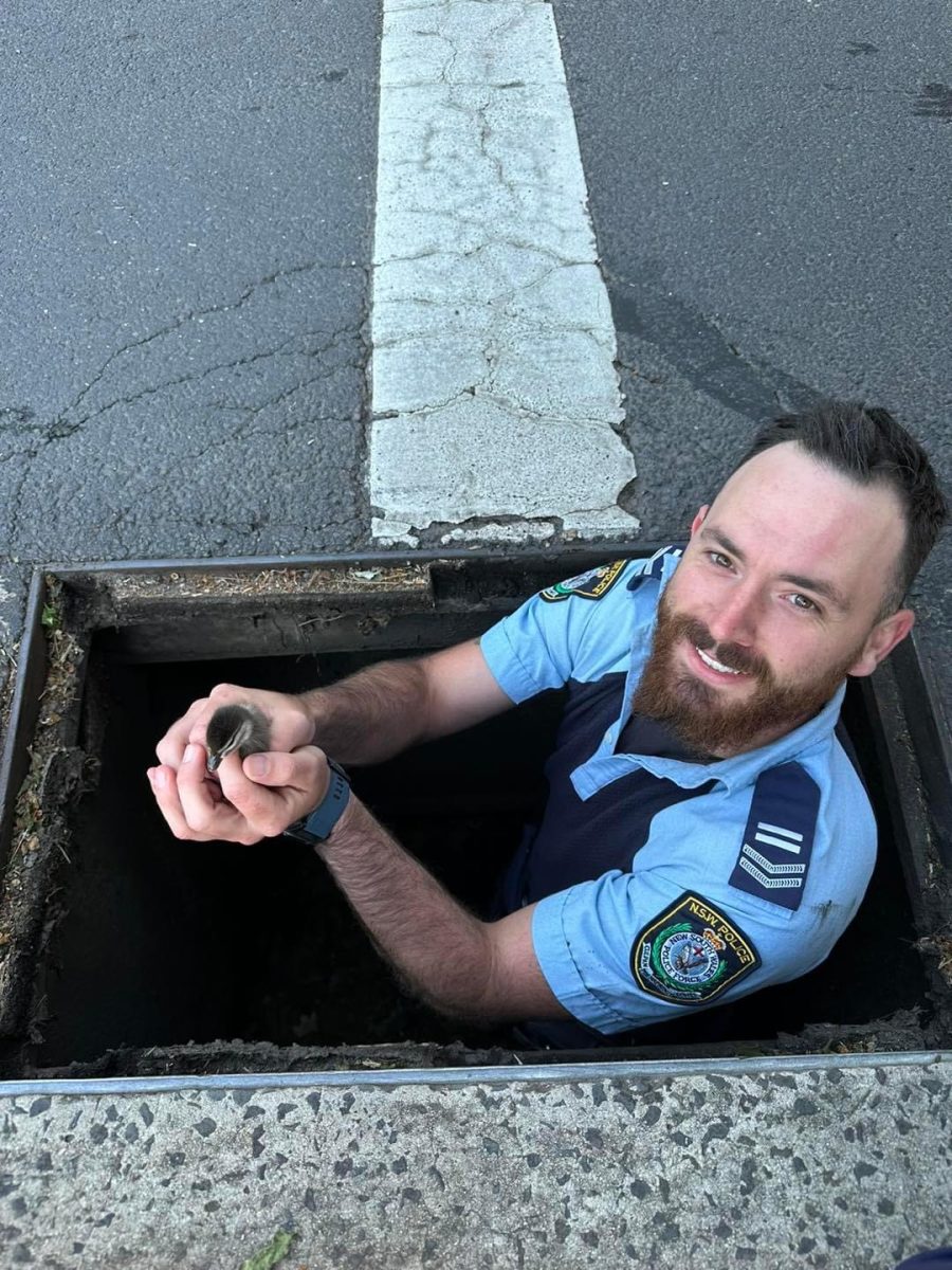 Policeman in drain with rescued duckling