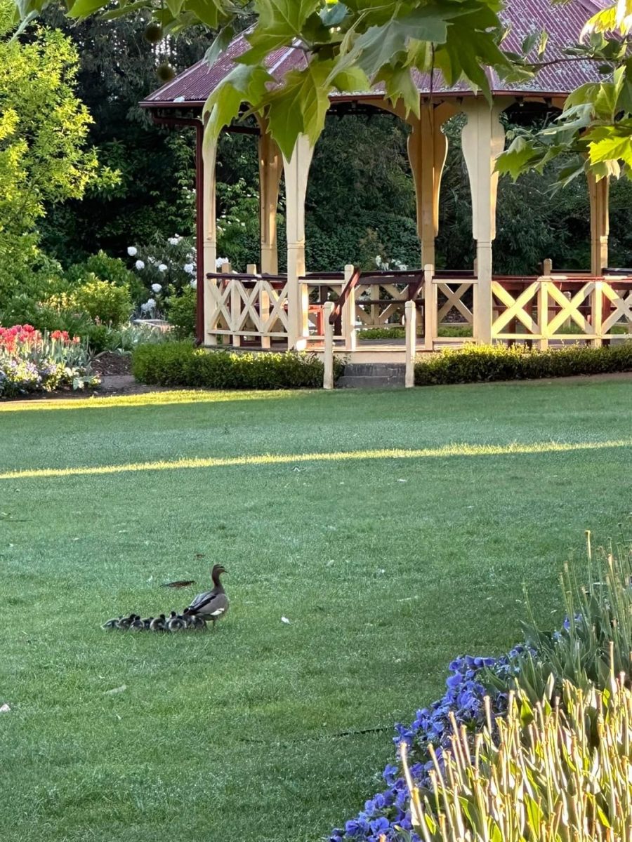 Mother duck and ducklings in a park