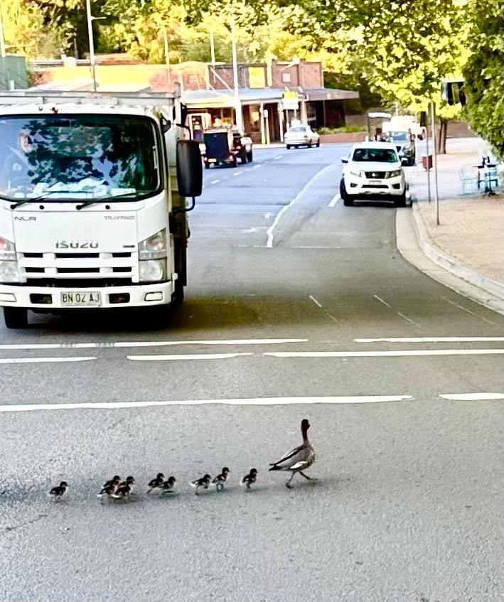 Duck and ducklings cross the road