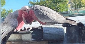 Injured galah goes missing in Goulburn - have you seen her?