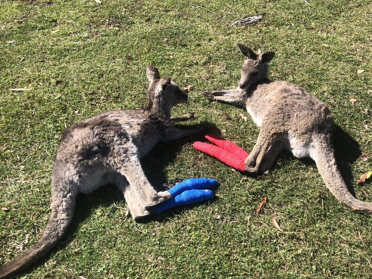 Weeks after a fire burnt through large areas of the Far South Coast, these kangaroos are still recovering in the care of two dedicated workers.