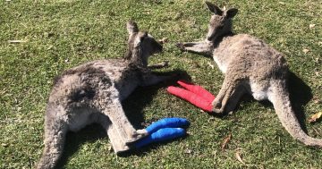 Far South Coast pair helping kangaroos affected in bushfire bounce back with some tender loving care