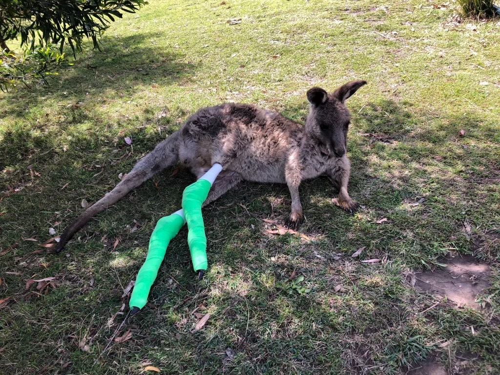 kangaroo with bandages on its feet