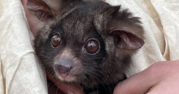 Tallaganda logging halted yet again over alleged failures to protect Southern Greater Glider dens