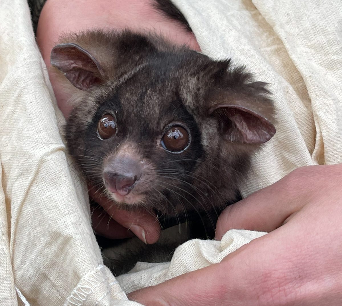 A greater glider is nursed.