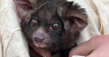 Tallaganda logging halted yet again over alleged failures to protect Southern Greater Glider dens