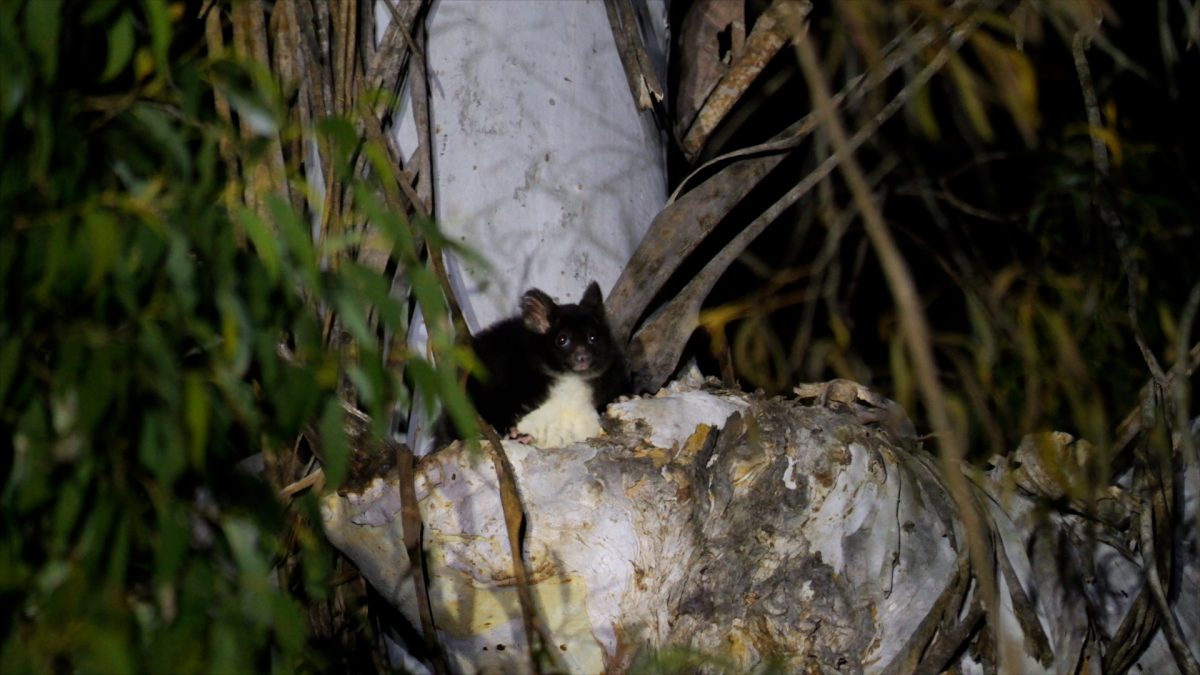 greater glider in forest