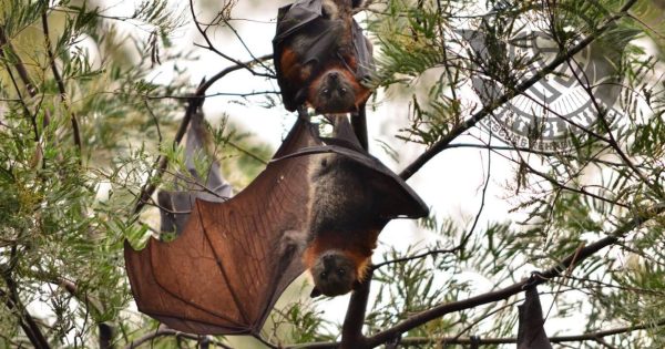 Batty fundraiser a Halloween treat for native wildlife on the South Coast