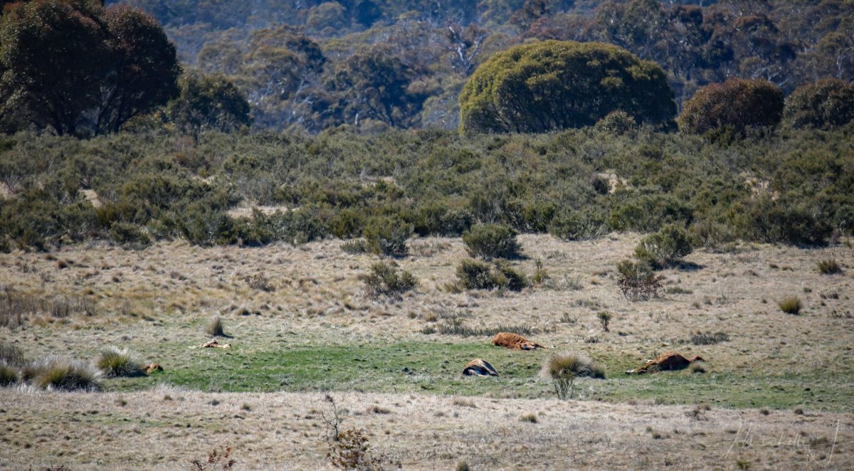 bodies of dead horses in kosciuszko national park