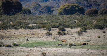 Aerial shooting to resume in Kosciuszko despite wild horse population plunge