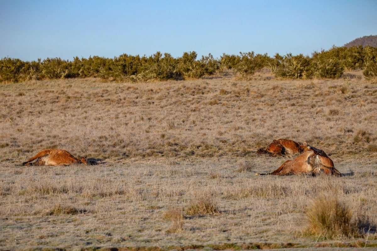 Dead horses in Kosciuszko National Park