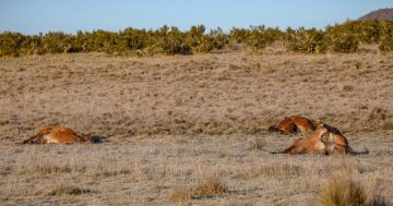 Rotting horse carcasses greet long weekend visitors to Kosciuszko National Park