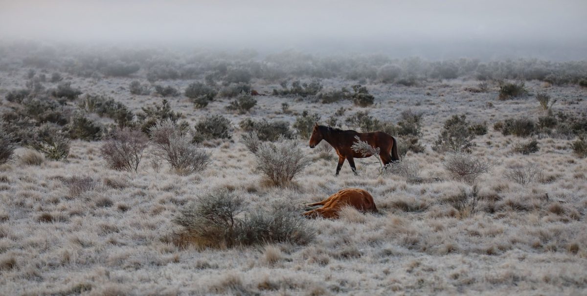 A lone horse stands on a plain next to a deceased horse