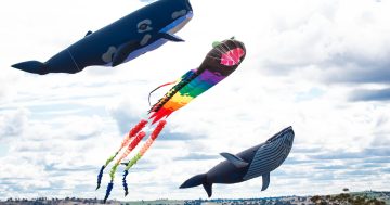 Harden Kite Festival set to be a soaring success this weekend