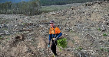 Snowy Valleys forests bursting with promise three years on from bushfires
