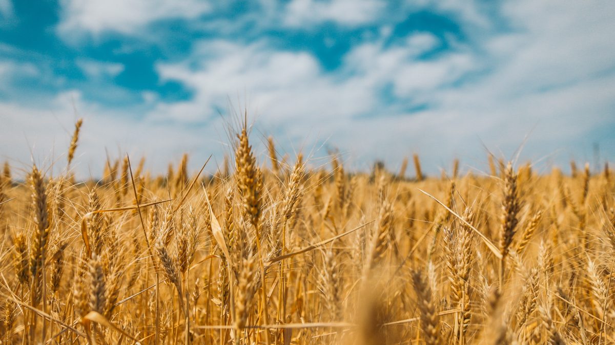 A wheat crop