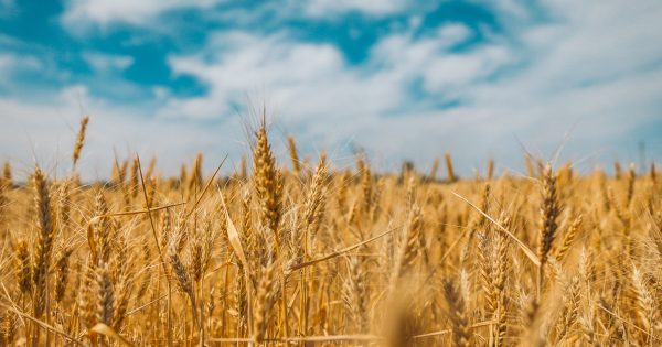 Greenethorpe farmer's back-to-back winning wheat crops may have had a frosty finale