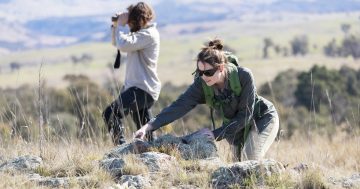 Ever heard of a pink-tailed worm-lizard? They're nationally threatened, but doing well in the Canberra region