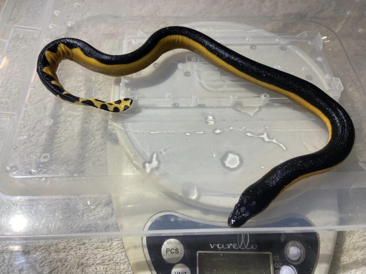 small yellow and black snake on scales