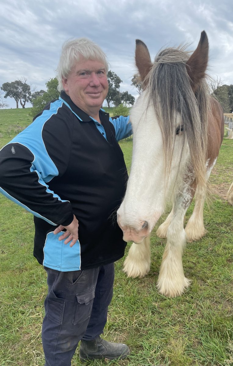 Man with Clydesdale horse