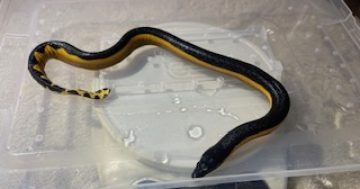 Yellow-bellied sea snakes wash up all along the South Coast this week