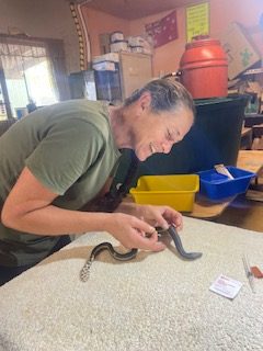 Trained wildlife carer Belinda Donovan carefully handles a highly venomous yellow-bellied sea snake. 