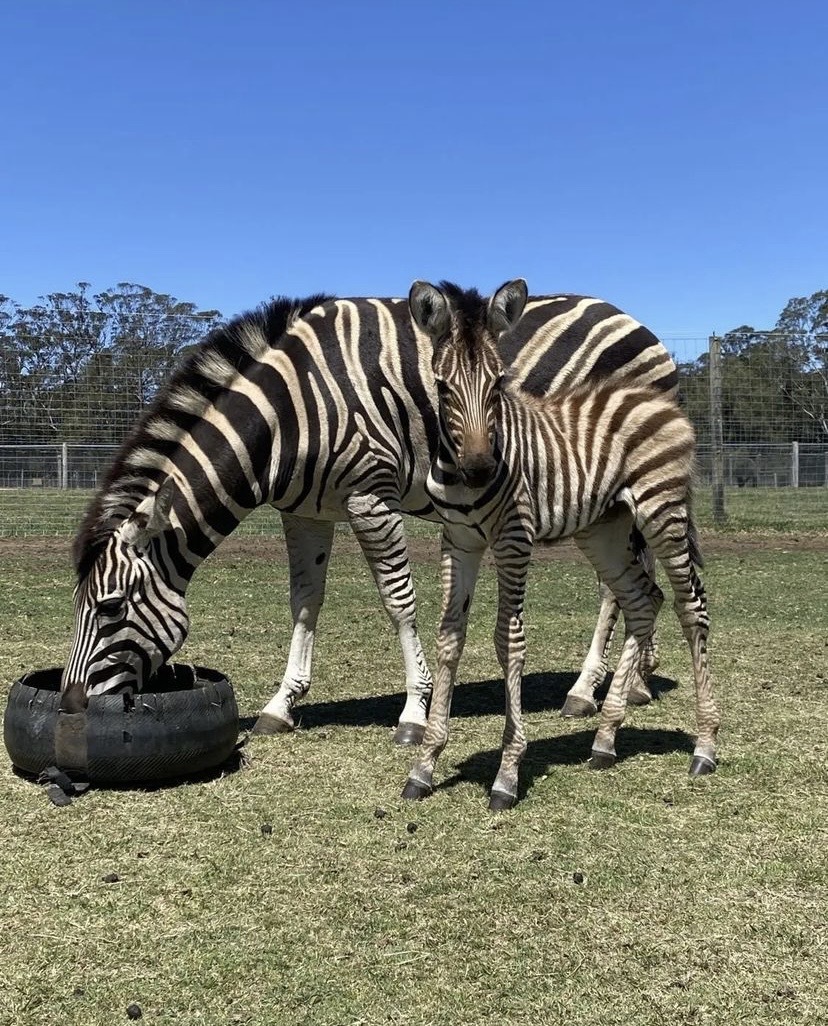 An adult zebra eating and a baby zebra