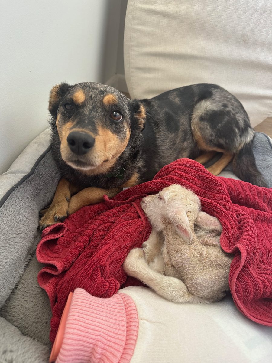 Dog and sheep in bed