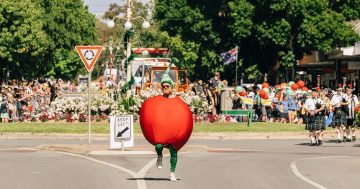 Three-day festival to celebrate the sweet fruits of nation's cherry capital