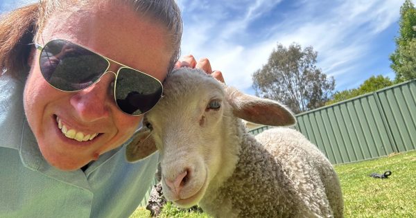 Ewe herd it here first: Natalie had a little lamb .... Binalong Police a woolly new recruit