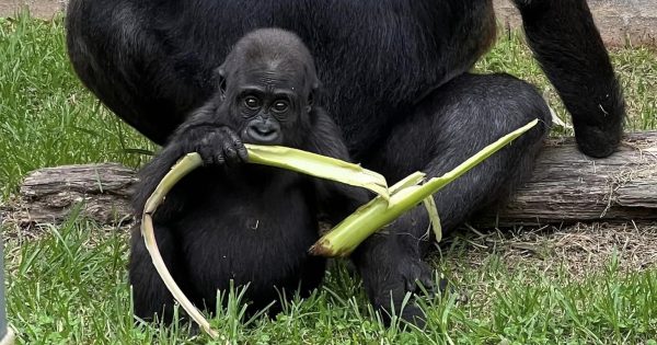 Gorillas in our midst: Youngster set to say g'day as Mogo zoo faces a summer baby boom