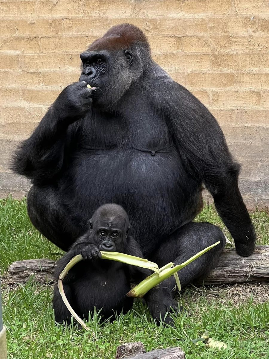 two gorillas
