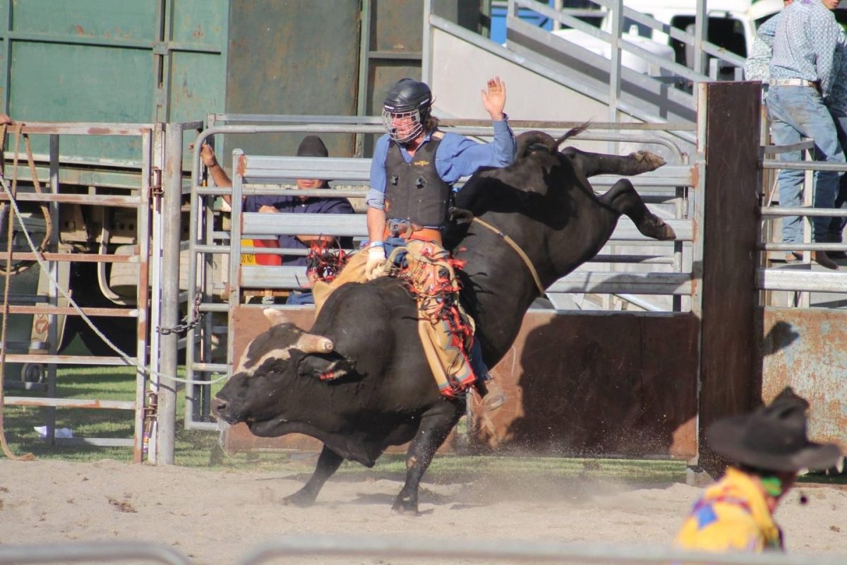 A bull rider holding on as it bucks at a rodeo.
