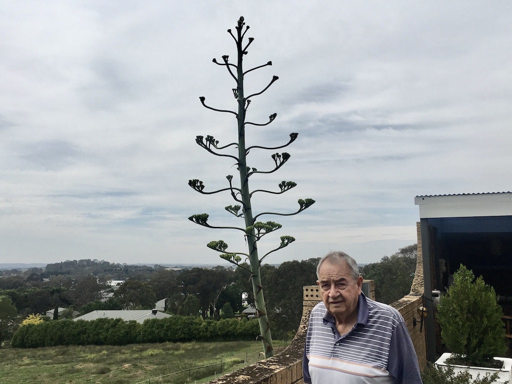 man and large plant