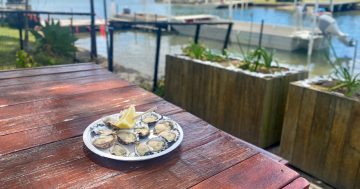 South Coast oyster farms plan reopening in time for Christmas sales after 'bad timing' of heavy rain