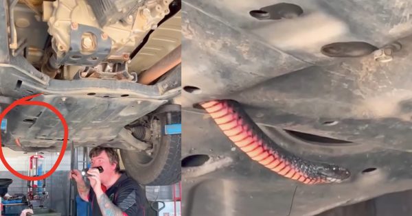 WATCH: Red-belly in the chassis puts Riverina snake catcher to the test