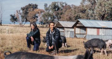 Lifetime of farming lands Annabel at helm of NSW Farmers