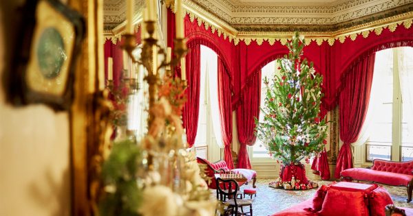 Blowering's seedling trees specially selected for 2023 Christmas displays in grand surrounds