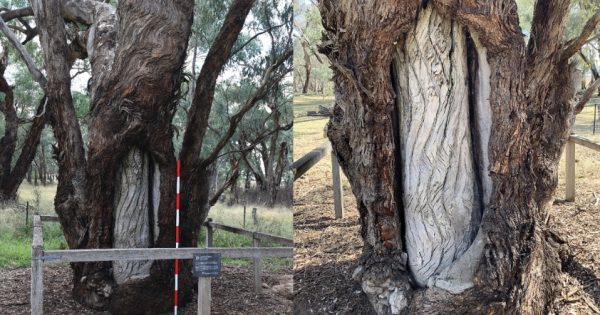 Technology helps uncover the stories behind sacred Wiradjuri carved trees
