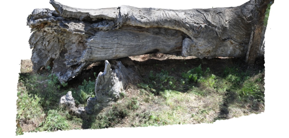 Three dimensional image of a fallen scarred tree, the burial site of an Aboriginal woman.