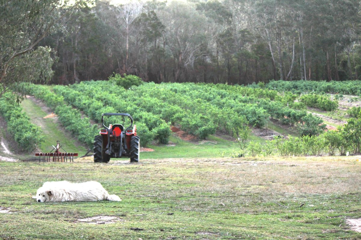 A dog lays on the grass, with a parked tractor and berry groves behind it.