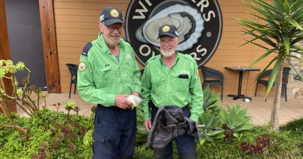 Venomous snake's surprise visit to South Coast restaurant brings complication to dinner service