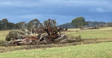 Landowner convicted and fined for illegal land clearing